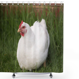 Personality  Portrait Of Broiler Chicken Full Body Looking At The Camera Shower Curtains