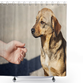 Personality  Child Hand And Lonely Homeless Dog Shower Curtains