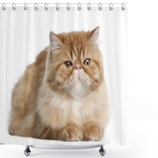 Personality  Persian Cat, 5 Months Old, Lying In Front Of White Background Shower Curtains