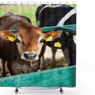 Personality  Selective Focus Of Brown Calf With Yellow Tags In Ears Near Cowshed Fence Shower Curtains