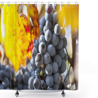 Personality  Grape Plantation In The State Of Mendoza, Argentina Shower Curtains