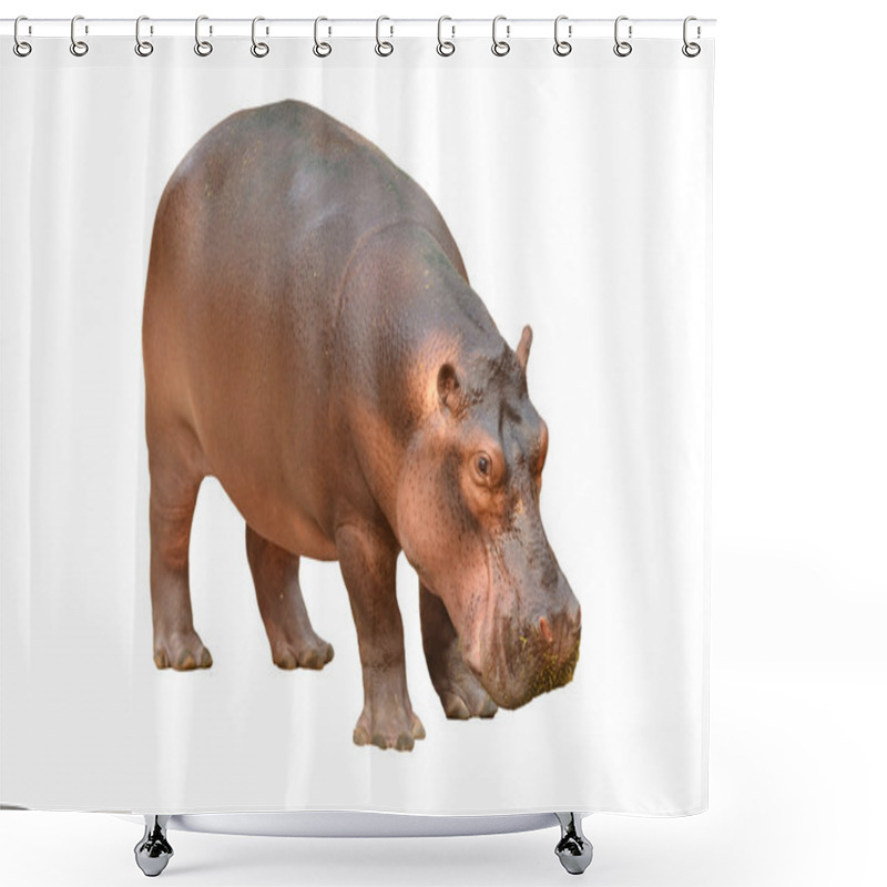 Personality  hippopotamus isolated shower curtains