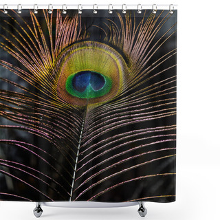 Personality  Peacock Feather, Feather, Tail, Tail Feather, Shower Curtains