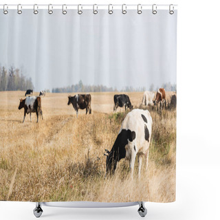 Personality  Selective Focus Of Herd Of Cows And Bulls Standing In Pasture  Shower Curtains