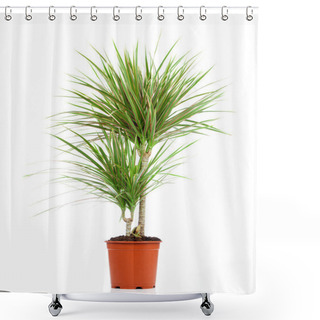 Personality  Dracaena In A Pot On A White Background Shower Curtains