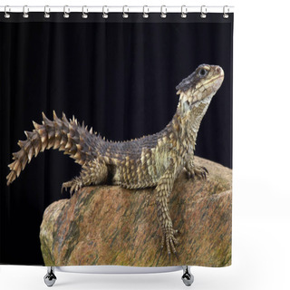 Personality  The Sungazer (Smaug Giganteus) Is A Prehistoric Looking Lizard Species Endemic To South Africa. Shower Curtains