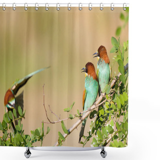 Personality  Bee-eater Couple With Third One Shower Curtains