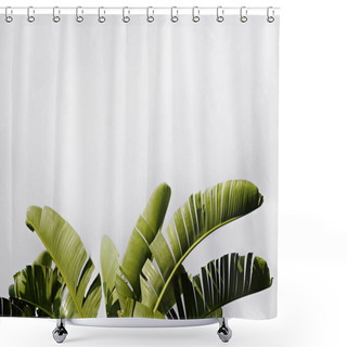 Personality  Group Of Big Green Banana Leaves Of Exotic Palm Tree In Sunshine On White Background. Tropical Plant Foliage With Visible Texture. Pollution Free Symbol. Close Up, Copy Space. Shower Curtains