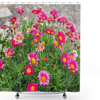Personality  Comet Pink Marguerite Daisy Close Up. Argyranthemum Frutescens Is An Evergreen Subshrub, Produces Numerous Light Or Dark Pink, Yellow-centered Flowers On Tall Stems Against A Backdrop Of Green Leaves. Shower Curtains