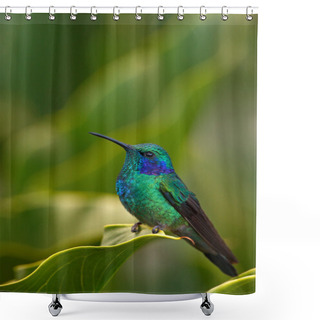 Personality  Hummingbird Green Violet-ear Shower Curtains