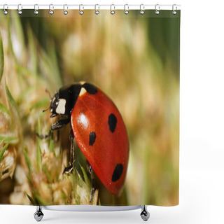 Personality  Macro View From The Side And From Above Of A Red Caucasian Ladybug With Black Spots And Paws Sitting On A Green Spikelet In Autum Shower Curtains