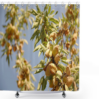 Personality  Almond Tree At The Harvest Time. California, USA Shower Curtains