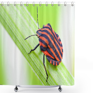 Personality  Strip Bugs (Graphosoma Lineatum) Shower Curtains