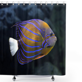 Personality  Angelfish Underwater - Pomacanthus Annularis Shower Curtains