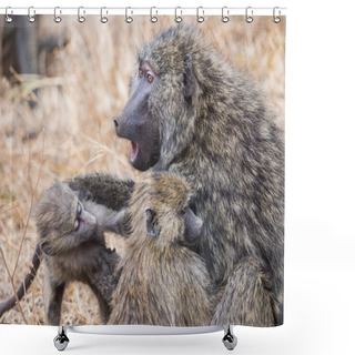 Personality  Baboon Mother With Babies Shower Curtains