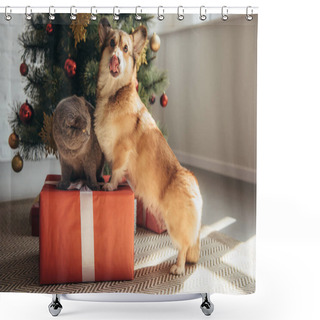 Personality  Funny Welsh Corgi Dog And Scottish Fold Cat On Gift Box Near Christmas Tree Shower Curtains