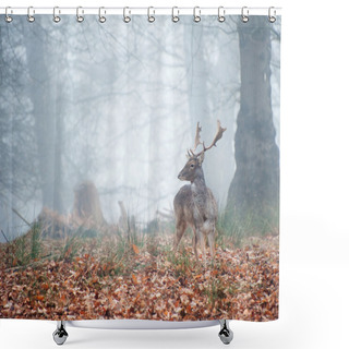 Personality  Fallow Deer In Foggy Winter Forest Landscape Shower Curtains