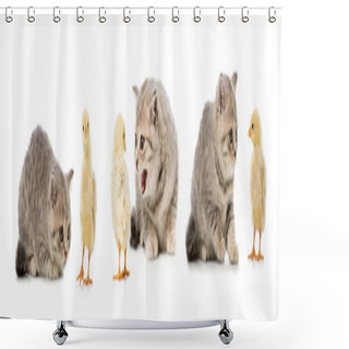 Personality  Collage Of Cat And Chicken Isolated On White Shower Curtains