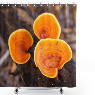 Personality  Brown Mushrooms Shower Curtains
