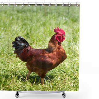 Personality  Rhode Island Red Rooster Shower Curtains