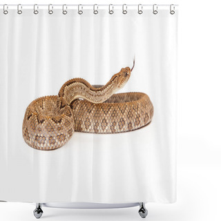 Personality  Aruba Rattlesnake With Forked Tongue Shower Curtains