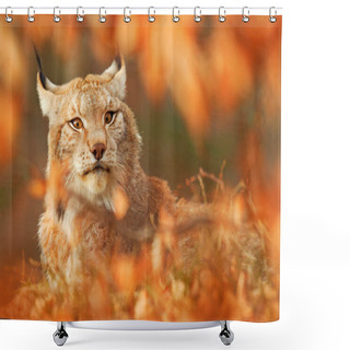 Personality  Lynx In Orange Autumn Forest. Wildlife Scene From Nature. Cute Fur Eurasian Lynx, Animal In Habitat. Wild Cat From Germany. Wild Bobcat Between The Tree Leaves. Close-up Detail Portrait. Shower Curtains