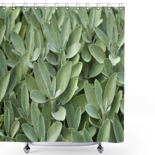 Personality  Spice Plant: Sage In Vegetable Garden Shower Curtains