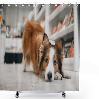 Personality  Border Collie Dog Posing In A Book Store Shower Curtains