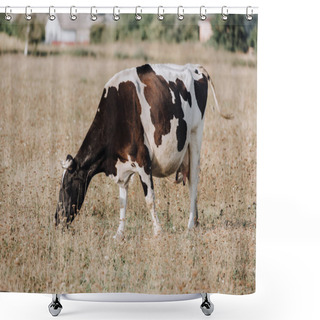 Personality  Rural Scene With Domestic Cow Grazing On Field In Countryside  Shower Curtains