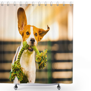 Personality  Beagle Dog Jumping And Running With A Toy Towards The Camera Shower Curtains