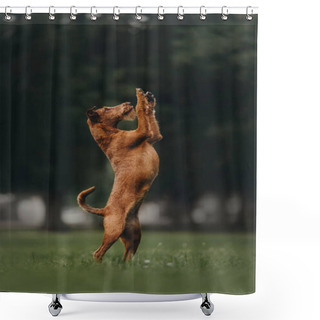 Personality  Irish Terrier Dog Stands On Its Hind Legs Shower Curtains