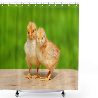 Personality  Small Chicken Friendship. Twin Little Chicken On Green Natural Background. Family Newborn Chicken Concept. Couple Chicken Or Bird. Shower Curtains