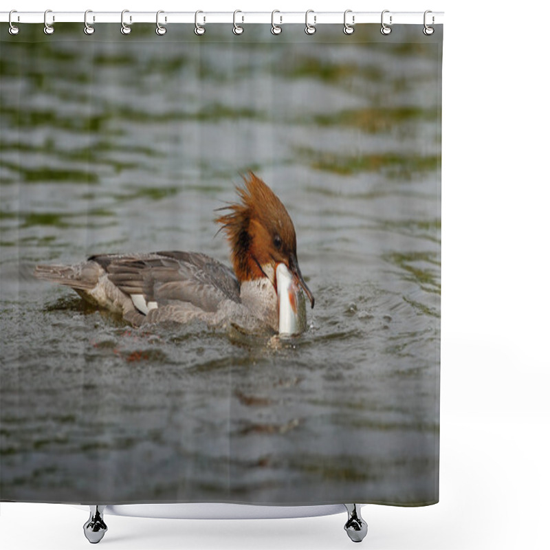 Personality  Common Merganser With Catch Fish, Shower Curtains