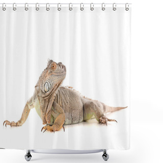 Personality  Iguana Lizard, Reptile Shower Curtains