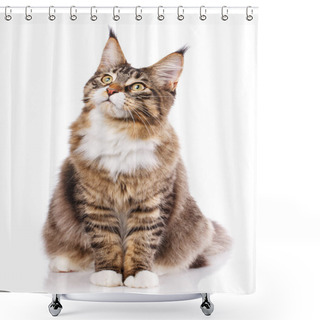Personality  Maine Coon Sitting And Looking Away Shower Curtains