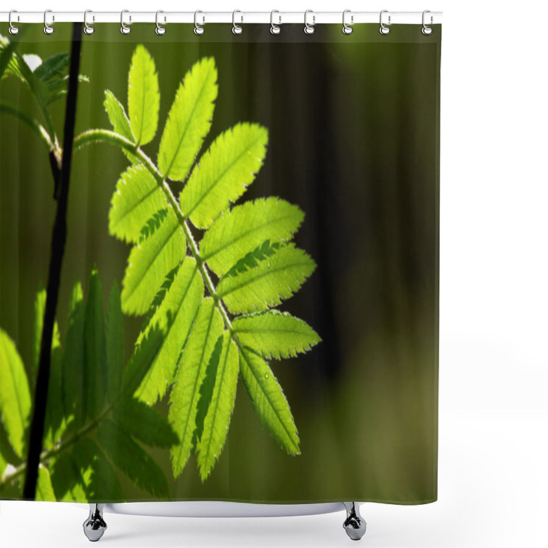 Personality  Rowan Leaves In The Morning Dew Shower Curtains