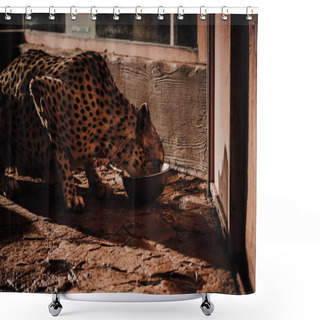 Personality  Close Up View Of Cheetah Animal Eating Meal At Zoo Shower Curtains