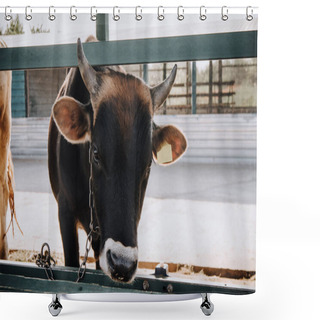 Personality  Adorable Black Little Calf Standing In Barn At Farm  Shower Curtains
