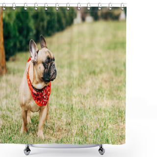 Personality  Cute Purebred French Bulldog Wearing Red Scarf And Standing On Green Grass  Shower Curtains