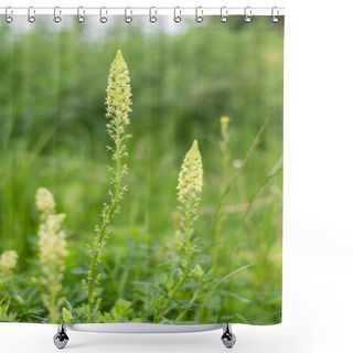 Personality  A Wild Mignonette (Reseda Lutea) Flowering In A Meadow Shower Curtains