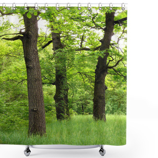 Personality  Three Black Oaks And Greenery Around In May Shower Curtains