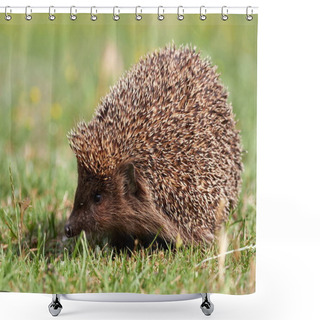 Personality  European Hedgehog ( Erinaceus Europaeus) In Natuiral Habitat Shower Curtains