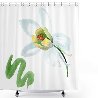 Personality  White Aquilegia Flower. Beautiful Spring Wildflower Isolated On White. Isolated Aquilegia Illustration Element. Watercolor Background Illustration. Shower Curtains