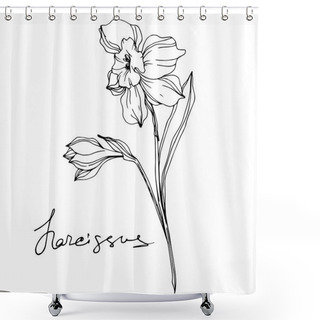 Personality  Vector Narcissus Flowers Illustration Isolated On White. Black And White Engraved Ink Art.  Shower Curtains