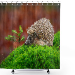 Personality  West European Hedgehog  Shower Curtains