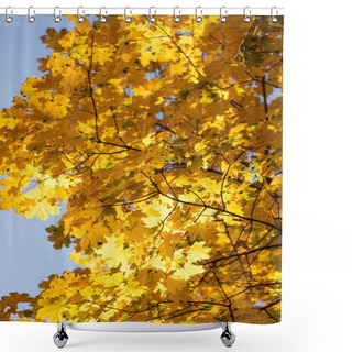 Personality  Close Up View Of Autumnal Tree With Golden Foliage On Blue Sky Background Shower Curtains