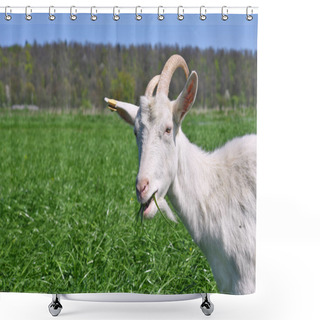 Personality  Goats In The Pasture Of Organic Farm Shower Curtains