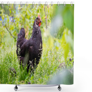 Personality  Black Chicken In The Garden Among Green Grass And Bushes Shower Curtains