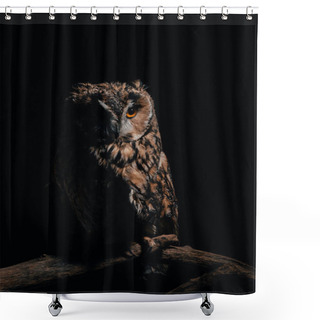 Personality  Cute Wild Owl Sitting On Wooden Branch In Dark Isolated On Black Shower Curtains
