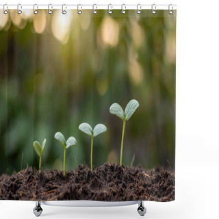 Personality  Presentation Of Plant Germination Sequence And Plant Growth Concept In The Suitable External Environment. Shower Curtains